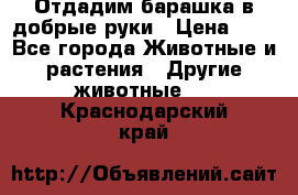 Отдадим барашка в добрые руки › Цена ­ 1 - Все города Животные и растения » Другие животные   . Краснодарский край